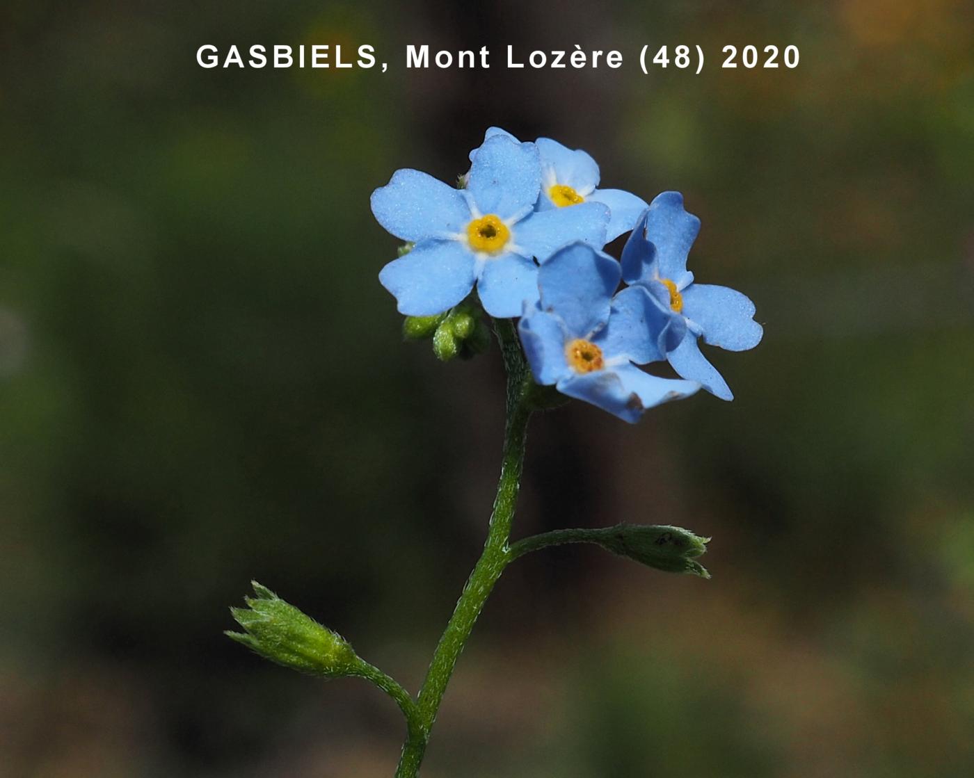 Forget-me-not, Wood flower